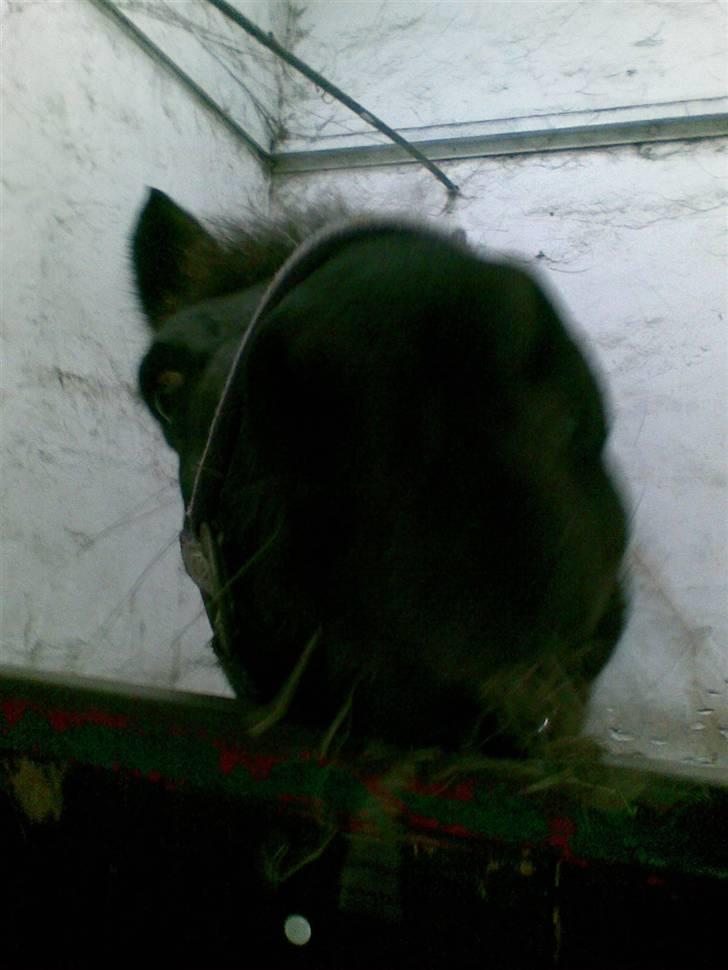 Stutsborg hestene - Krummi ?? Kan ikke helt se <3 billede 25