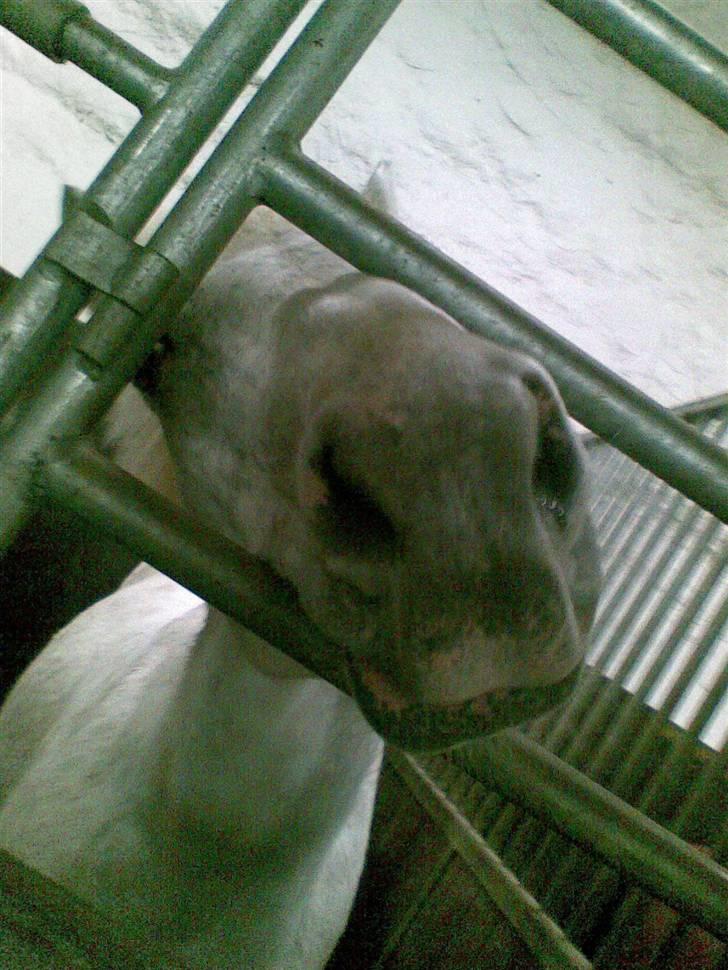 Stutsborg hestene - Nico billede 26