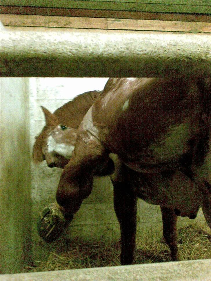 Stutsborg hestene - Gambi R.I.P billede 27