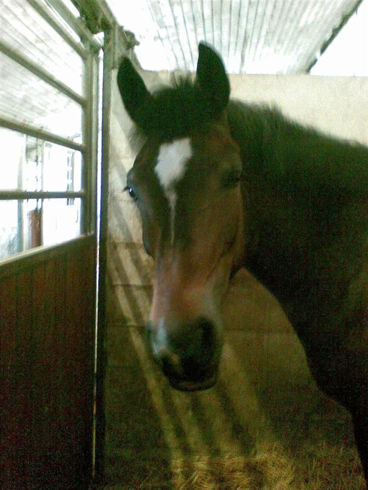 Stutsborg hestene - Amy ;) billede 29