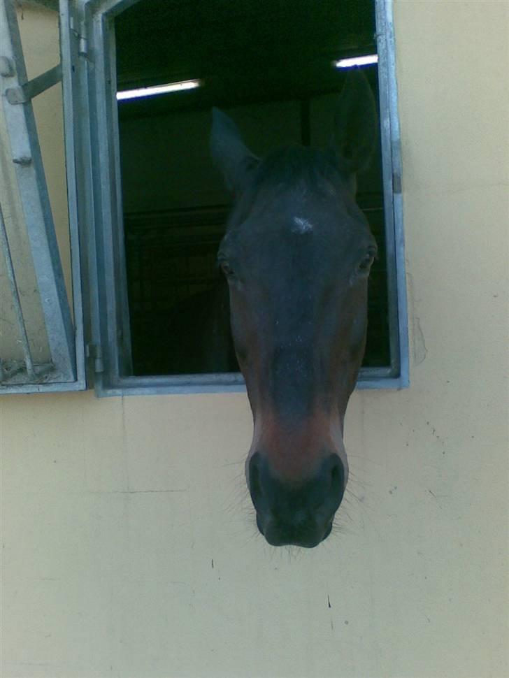 Stutsborg hestene - Lille John billede 30