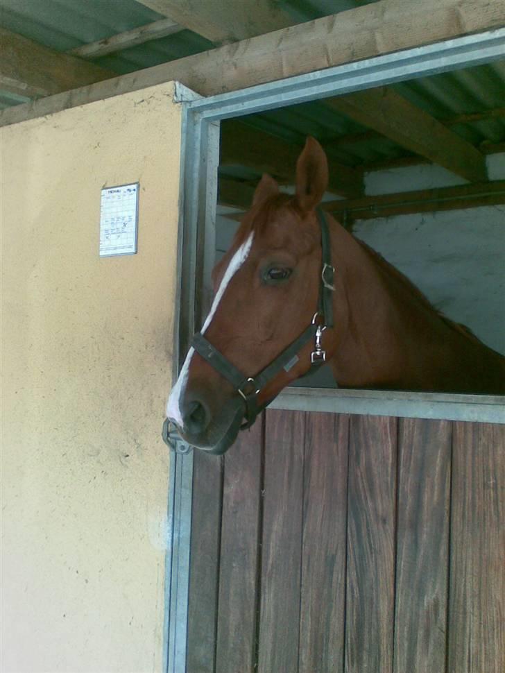 Stutsborg hestene - Mequru
 billede 31