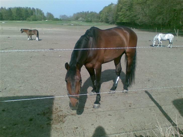 Stutsborg hestene - Cody´<3 billede 32