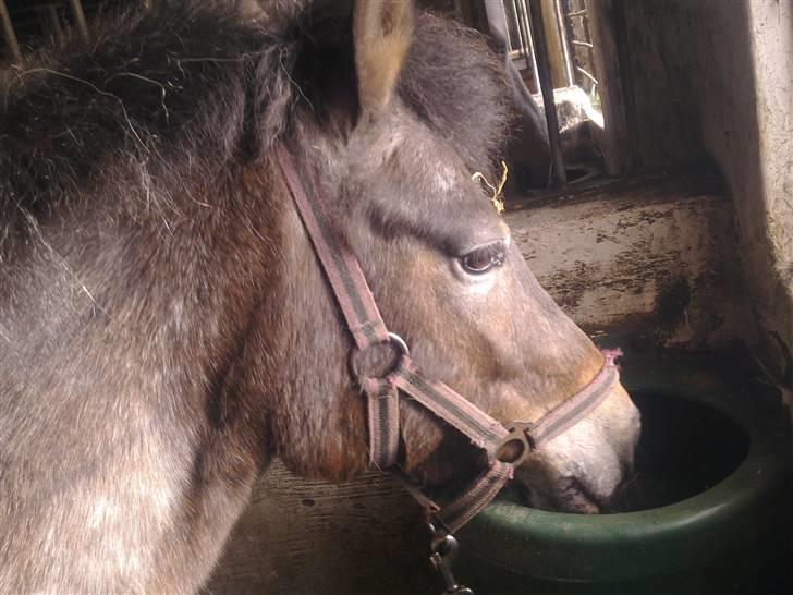 Stutsborg hestene - Jasmin ;b billede 33