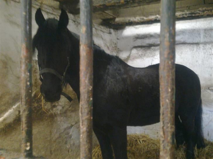 Stutsborg hestene - Kahjal billede 35