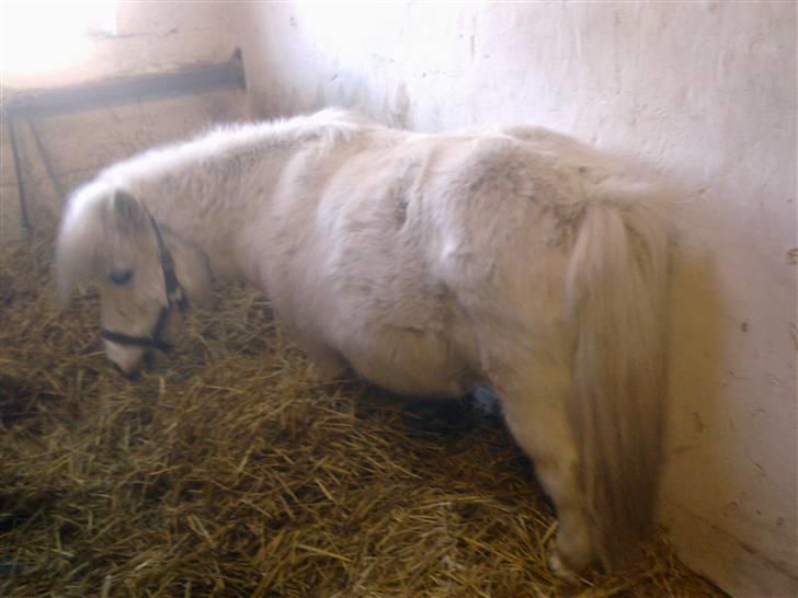 Stutsborg hestene - Luna mus ;b billede 36