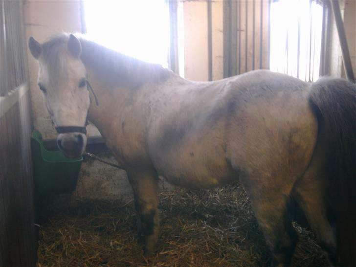 Stutsborg hestene - King XD billede 37