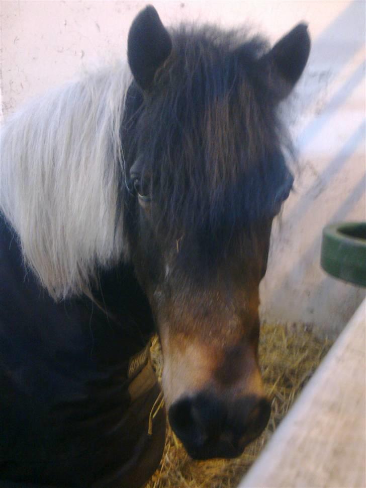 Stutsborg hestene - India billede 38