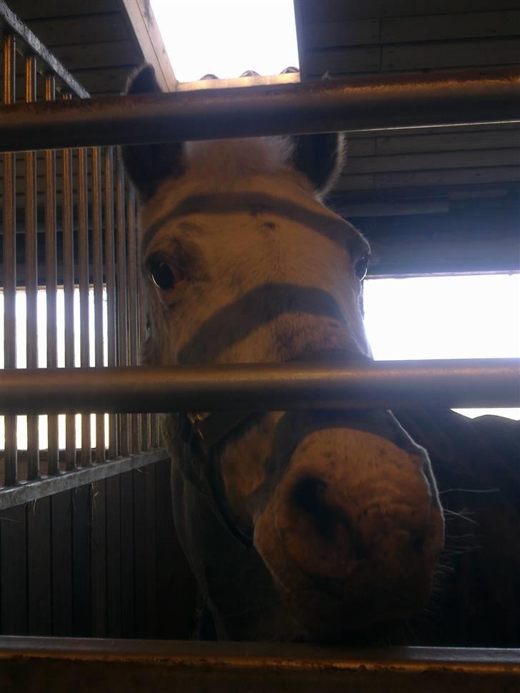 Stutsborg hestene - Bessie billede 39