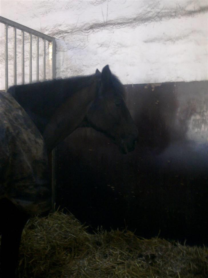 Stutsborg hestene - Charlie billede 40