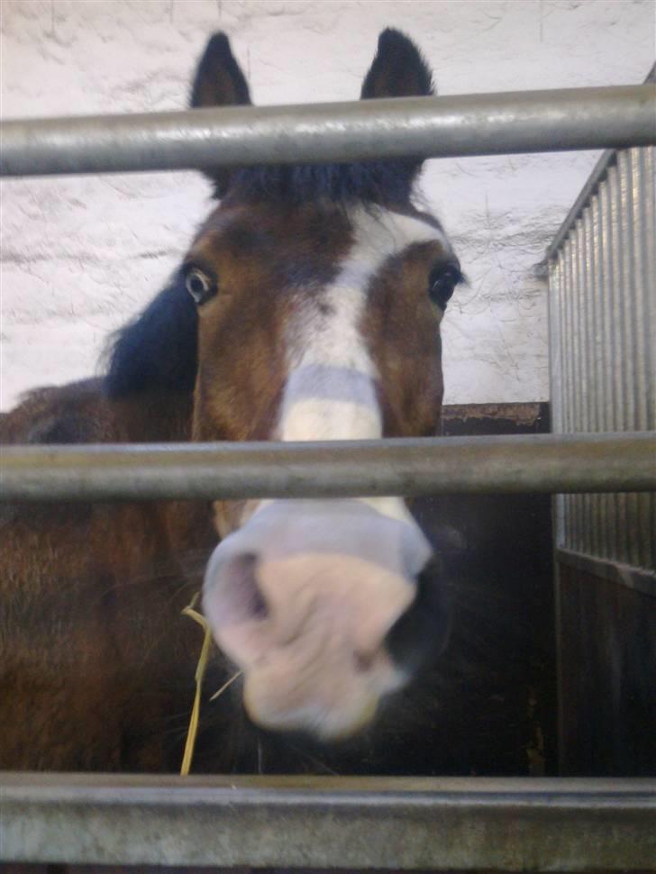 Stutsborg hestene - Bilbo billede 41