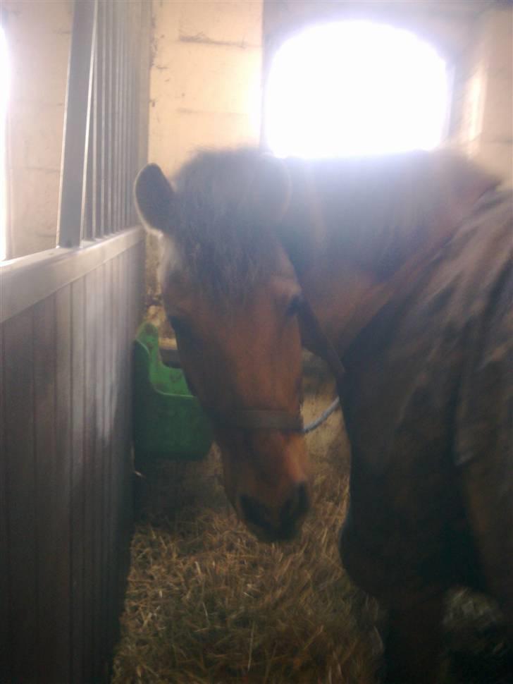 Stutsborg hestene - Bølle Bob <3 billede 42