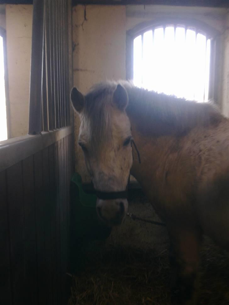 Stutsborg hestene - King <3 billede 43