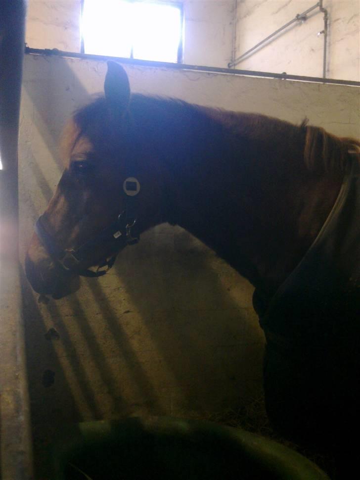 Stutsborg hestene - Bonfire (; billede 44