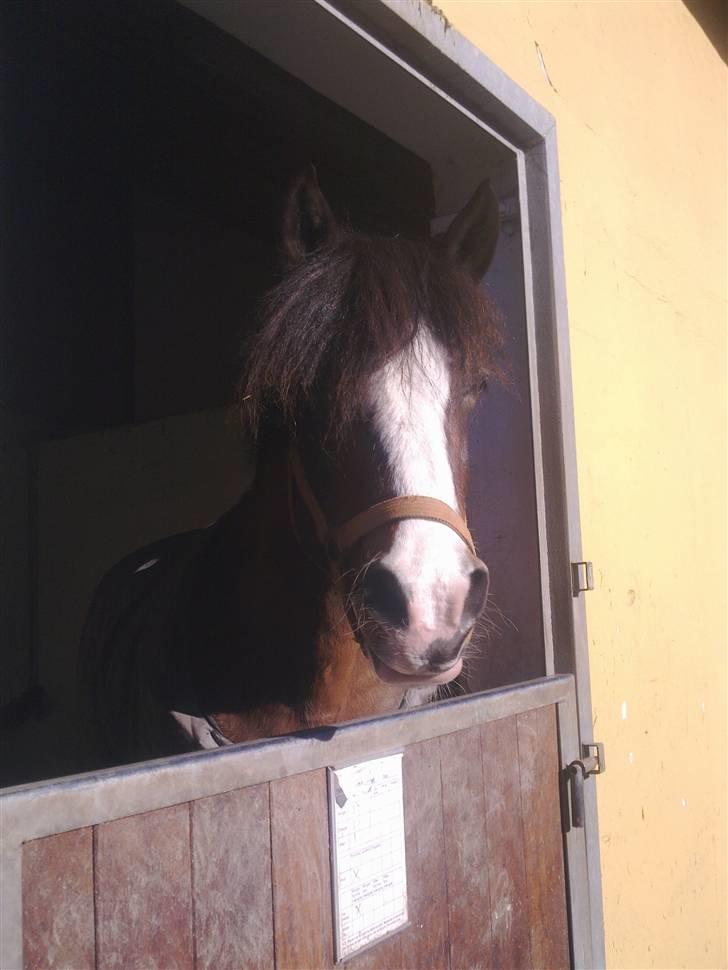 Stutsborg hestene - Chacerel ;b billede 45