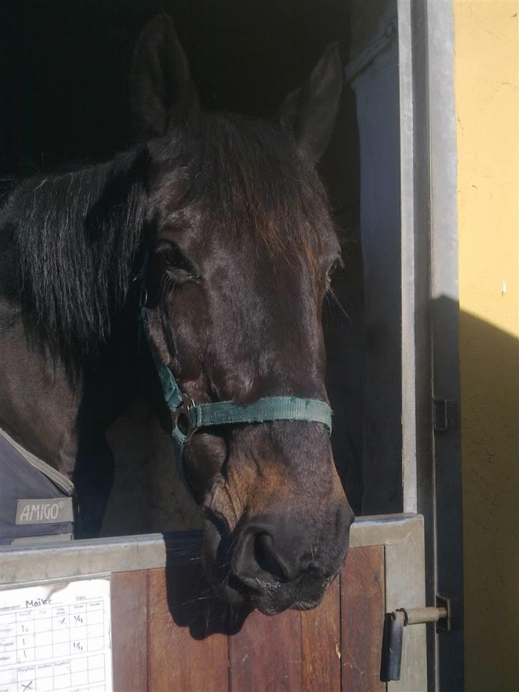 Stutsborg hestene - Maiko billede 46