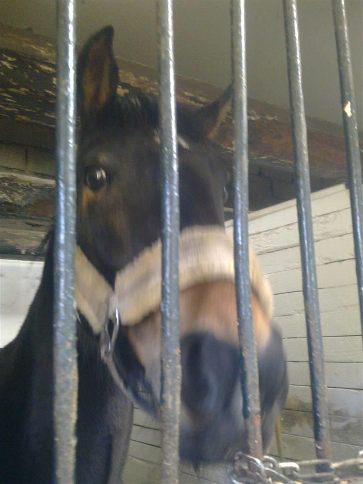 Stutsborg hestene - Tequila billede 47