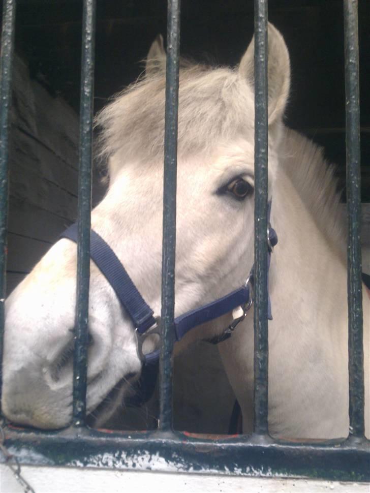 Stutsborg hestene - Mona Lisa billede 48