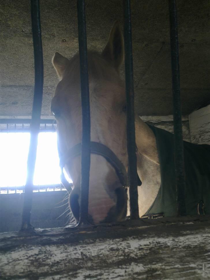 Stutsborg hestene - Lucky billede 49