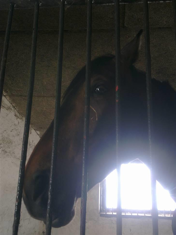 Stutsborg hestene - Cody billede 50