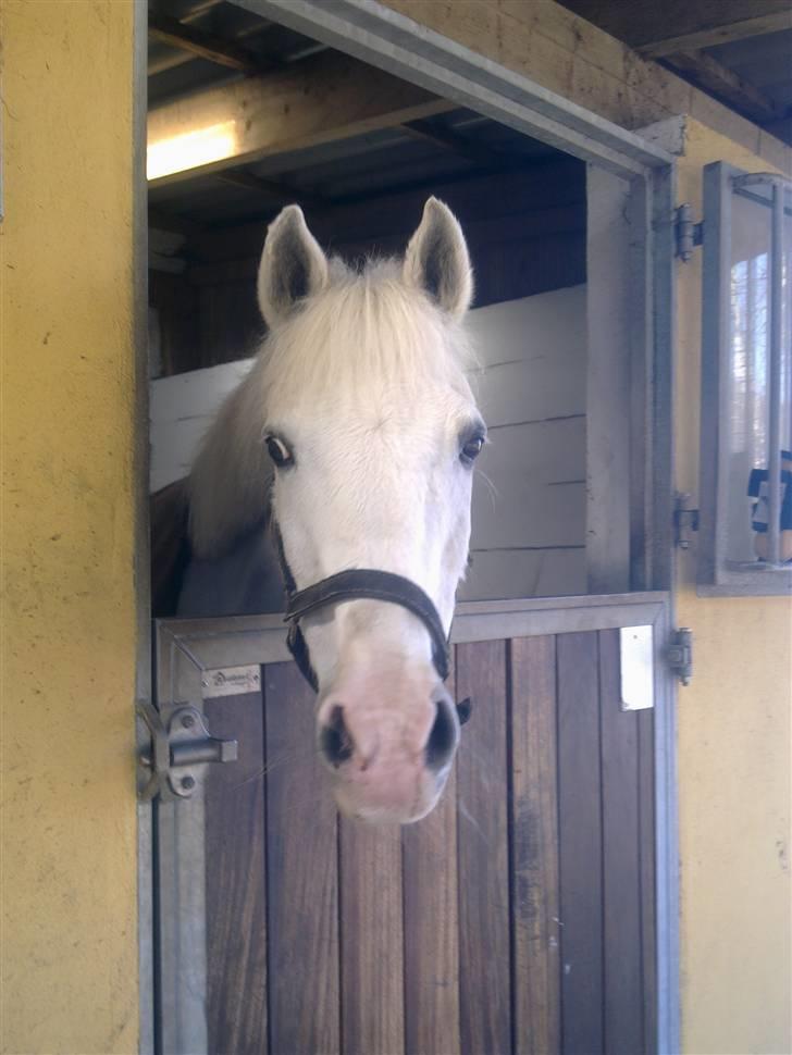 Stutsborg hestene - Agadir billede 51