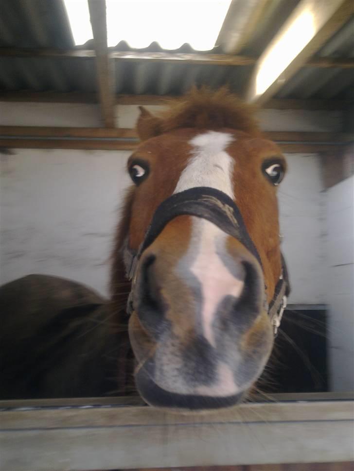 Stutsborg hestene billede 52