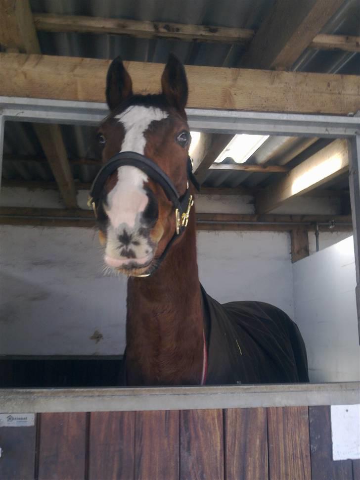 Stutsborg hestene - Prince igen <3 billede 53