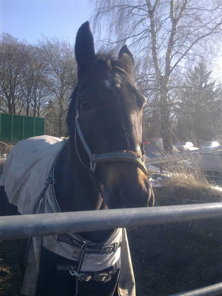 Stutsborg hestene billede 54