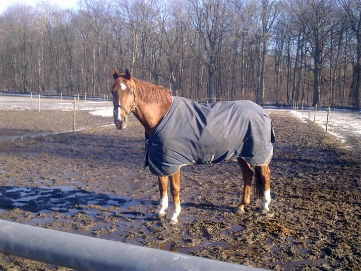 Stutsborg hestene billede 55