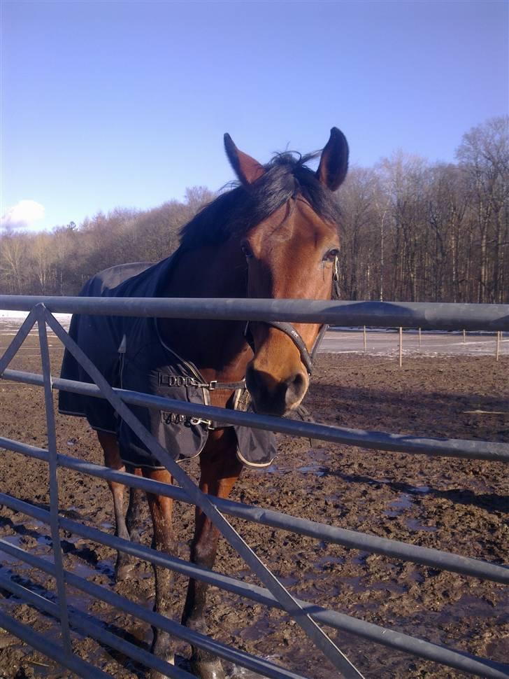 Stutsborg hestene billede 56