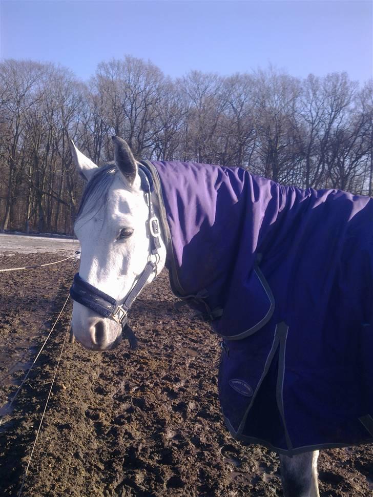 Stutsborg hestene - Cheif One billede 57