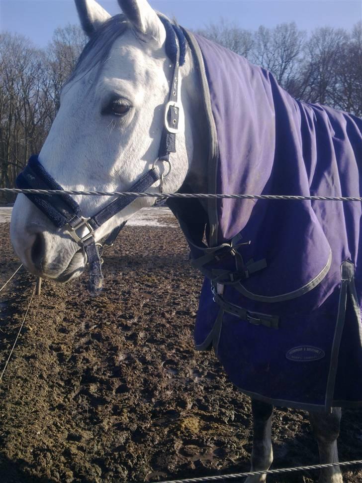 Stutsborg hestene - Cheif One billede 58