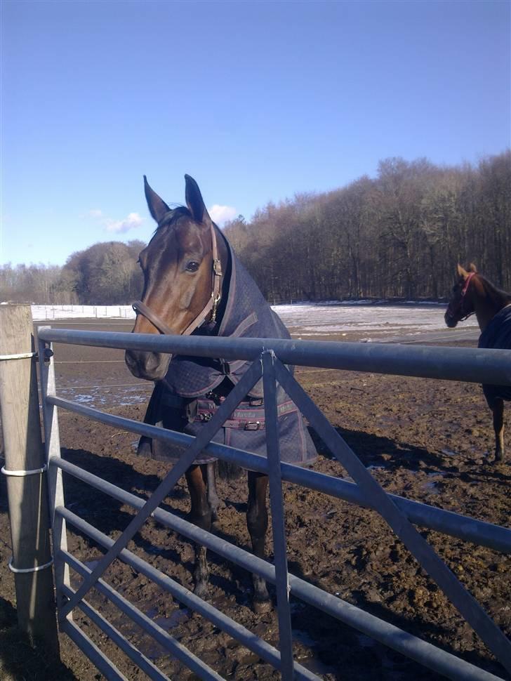 Stutsborg hestene billede 59