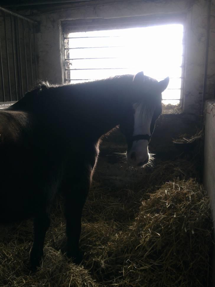 Stutsborg hestene - Sambo billede 60