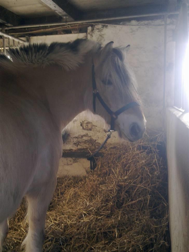 Stutsborg hestene - Lukas ? Mener jeg nok den hedder <3 billede 61