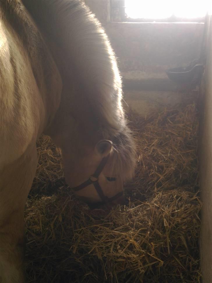 Stutsborg hestene - Leopold billede 62