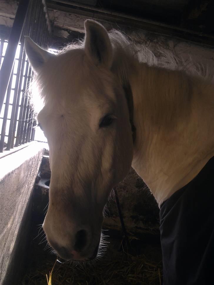 Stutsborg hestene - Bandit billede 63