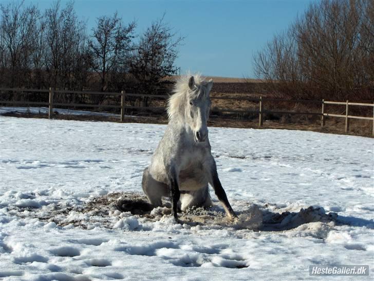 Verdens smukkeste hest :-*  billede 24