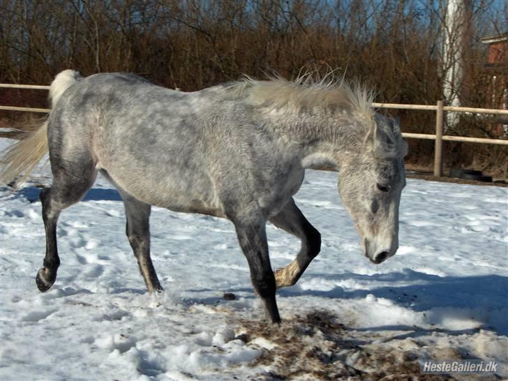 Verdens smukkeste hest :-*  billede 25