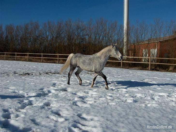 Verdens smukkeste hest :-*  billede 27