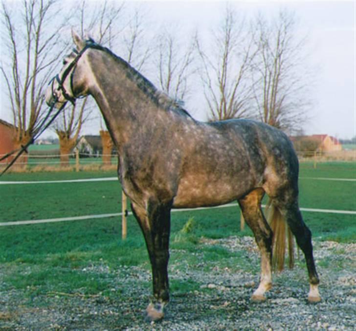 Hestene gennem årene :) - Day Dream, 5-års hoppe jeg kraftigt overvejede at købe der jeg red med bid, hun var møgdejlig at ride på, fortryder vi ikke købte hende dengang. :) billede 2