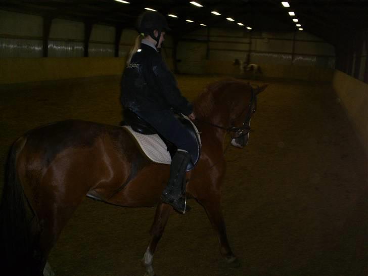 Hestene gennem årene :) - Mackene, kaldet Baby igen :) billede 4