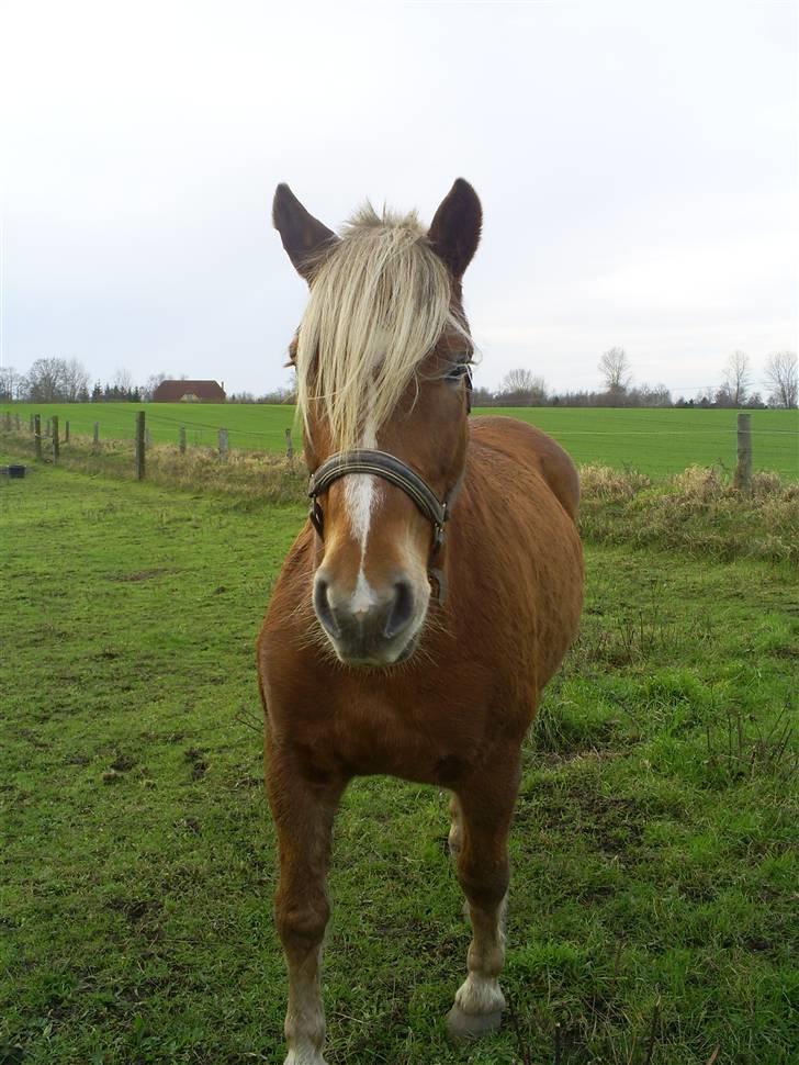Hestene gennem årene :) - Hamlet :D Nogle jeg kendte fik ham op på gården at stå sammen med deres unge pinto :) Min lillesøster skulle ride ham, men jeg red ham også en del fordi han var så stærk og bare løb :b billede 5