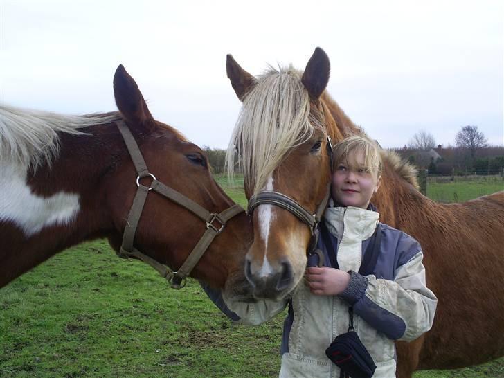 Hestene gennem årene :) - Filur(Nu Calico), Hamlet og Line :) billede 6