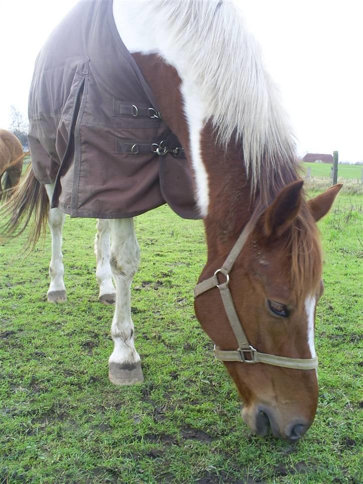 Hestene gennem årene :) - Filursen :D Tilred ham sammen med Rikke i 2006 på Pårupholm, så blev han senere flyttet op på gården hvor jeg red ham meget :) billede 7