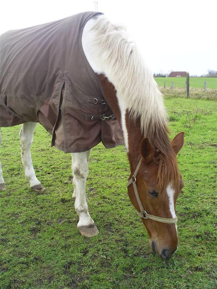 Hestene gennem årene :) - Filur hedder nu Calico og er solgt til en pige på Sjælland :) billede 8