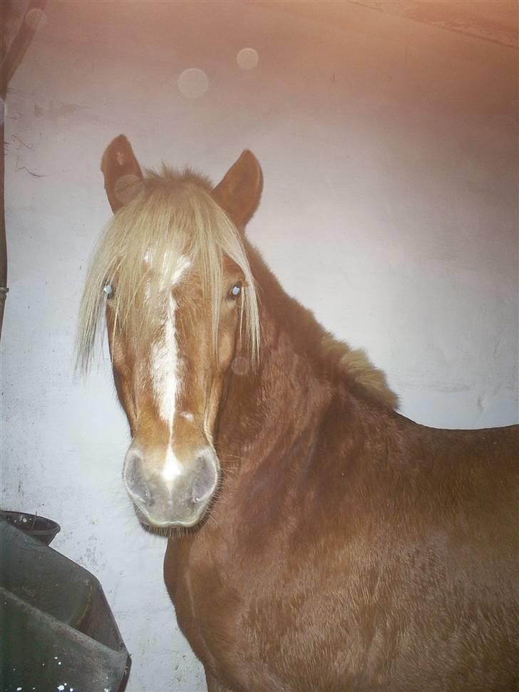 Hestene gennem årene :) - Hamlet i boksen :) Han er desværre aflivet nu :( R.I.P. Hammle :'( billede 9