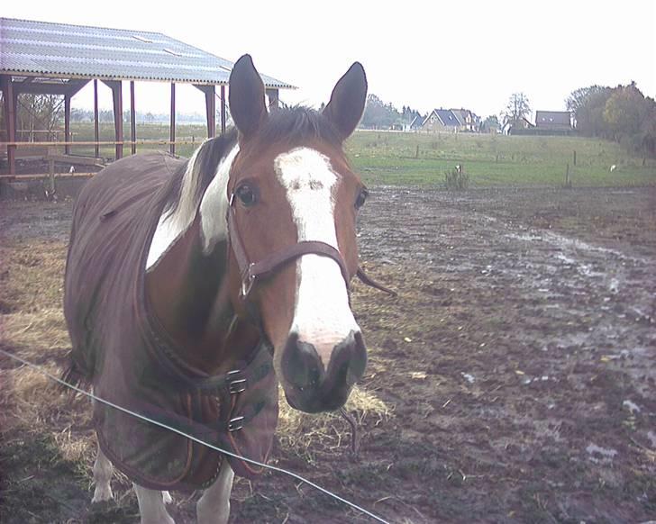Hestene gennem årene :) - Min venindes hest Reviera :)
Sprang hende på et tidspunkt i 2005-06 på Annasholm i Lunde :) Har fundet hende herinde, og hun er desværre død :( billede 10