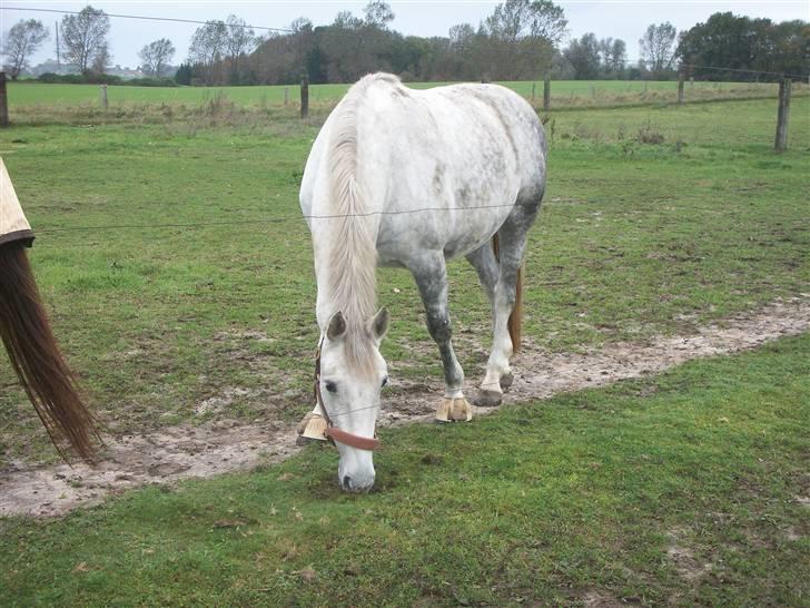 Hestene gennem årene :) - Zenta :') En hest jeg har fået rigtig meget glæde af! :') Red hende for hendes pensionerede ejer, vi red meget dressur, sprang og tonsede rundt i skovene :D billede 11