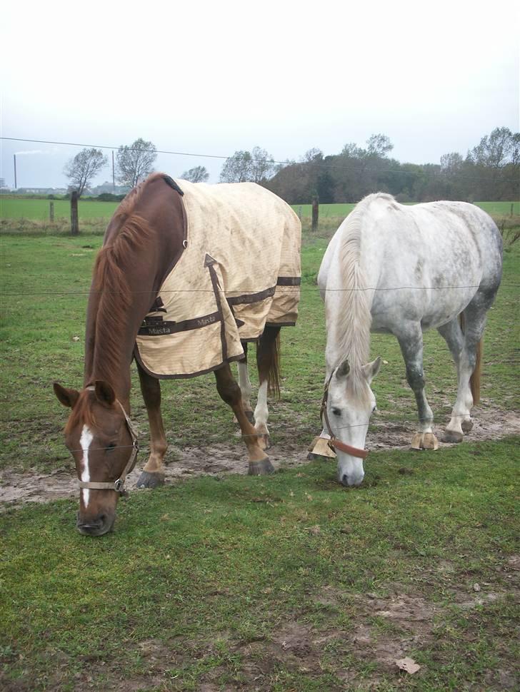 Hestene gennem årene :) - Fynvola og Zenta :) Red Fynvola i sommeren 07, sprang hende lidt for ejeren, og red hende lidt under genoptræning :) billede 12